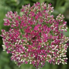 Rozchodník nachový 'Surrender Rose' - Sedum telephium 'Surrender Rose'