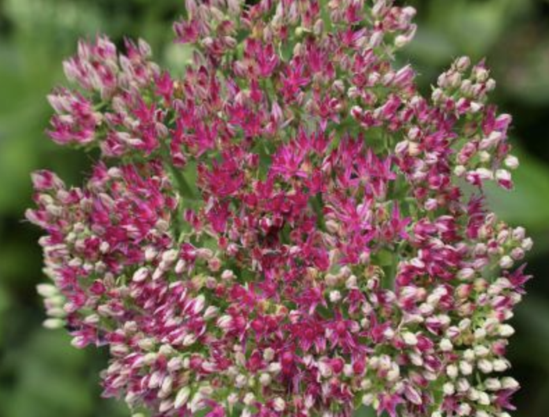 Rozchodník nachový 'Surrender Rose' - Sedum telephium 'Surrender Rose'