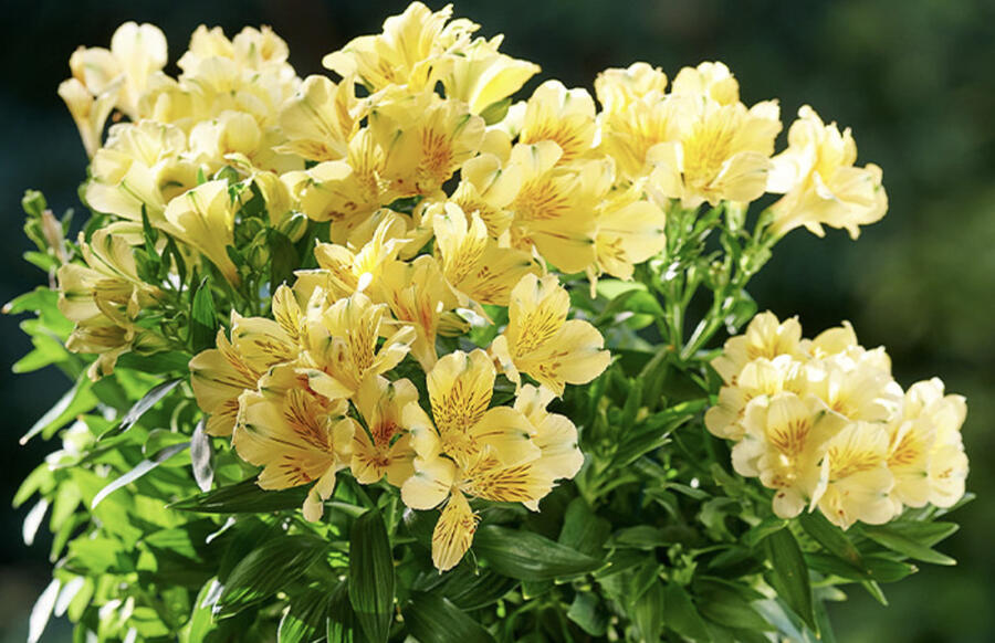 Alstromérie, boubelka 'Inticancha Havana' - Alstroemeria hybrida 'Inticancha Havana'