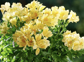 Alstromérie, boubelka 'Inticancha Havana' - Alstroemeria hybrida 'Inticancha Havana'