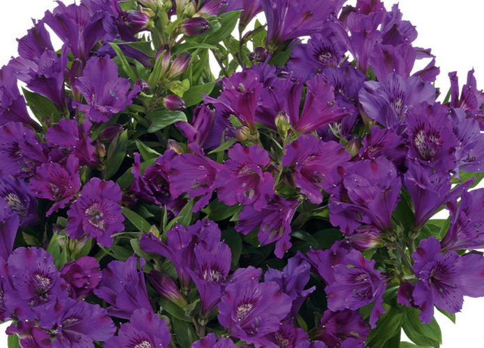 Rajče tyčkové 'Ateron' - Lycopersicon esculentum 'Ateron'