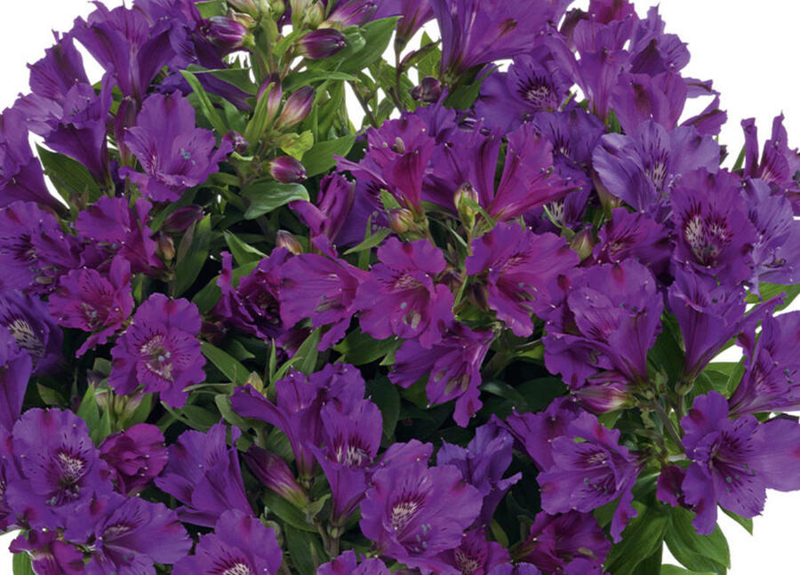 Rajče tyčkové 'Ateron' - Lycopersicon esculentum 'Ateron'