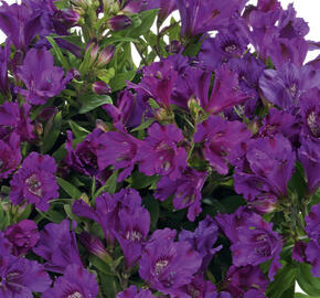 Rajče tyčkové 'Ateron'