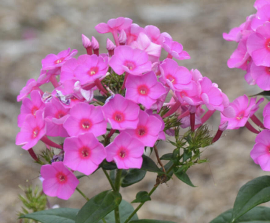 Plamenka latnatá 'Flame Pink' - Phlox paniculata 'Flame Pink'