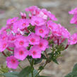 Plamenka latnatá 'Flame Pink' - Phlox paniculata 'Flame Pink'