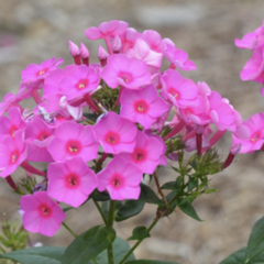 Plamenka latnatá 'Flame Pink' - Phlox paniculata 'Flame Pink'