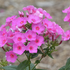 Phlox paniculata 'Flame Pink'.png