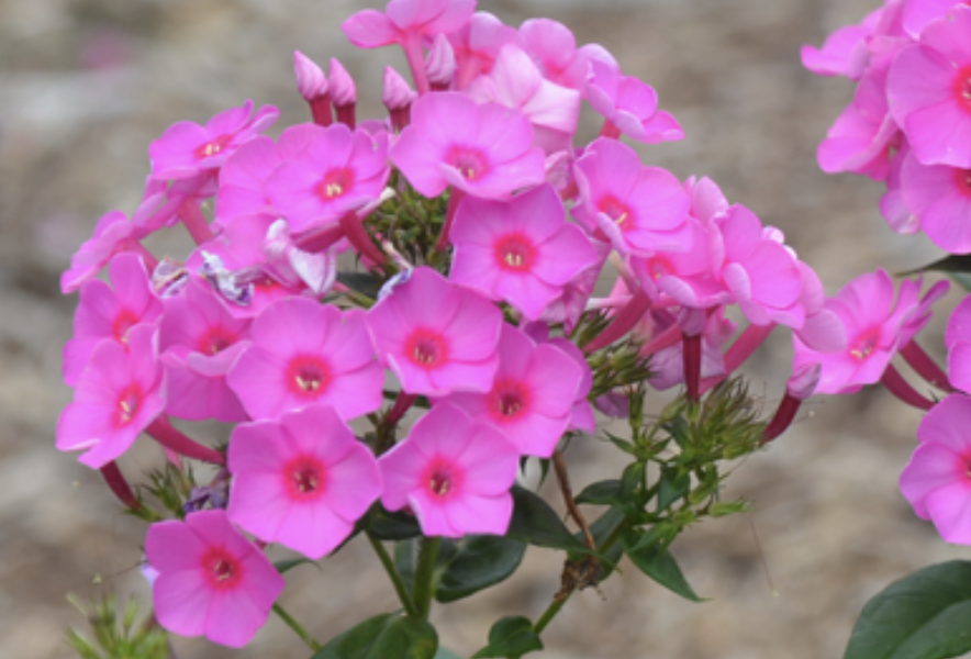 Plamenka latnatá 'Flame Pink' - Phlox paniculata 'Flame Pink'