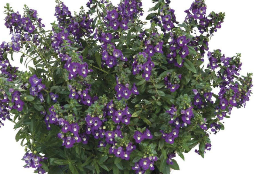 Angelonie Alonia 'Big Indigo' - Angelonia angustifolia Alonia 'Big Indigo'