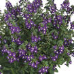Angelonie Alonia 'Big Indigo' - Angelonia angustifolia Alonia 'Big Indigo'