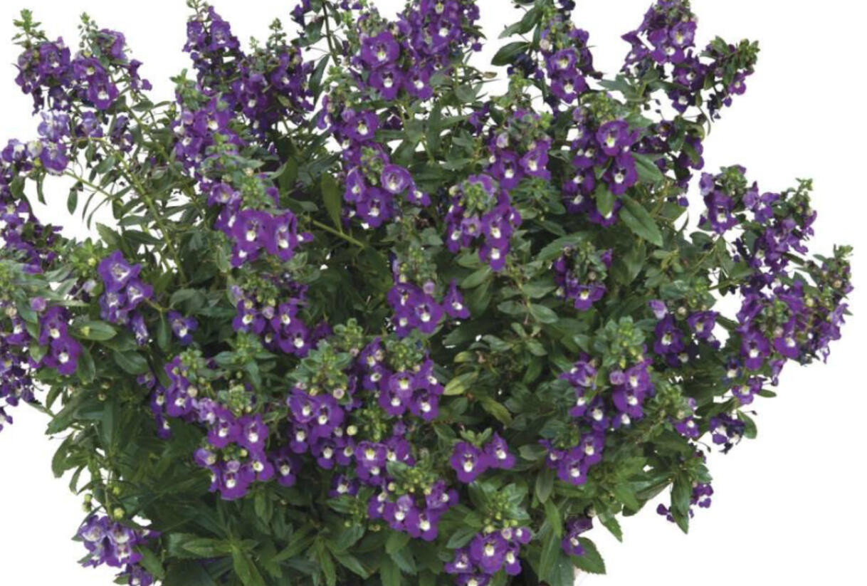 Angelonie úzkolistá Alonia 'Big Indigo' - Angelonia angustifolia Alonia 'Big Indigo'