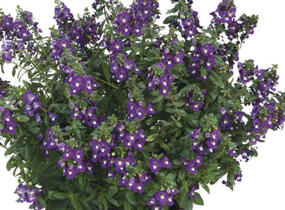 Angelonie úzkolistá Alonia 'Big Indigo' - Angelonia angustifolia Alonia 'Big Indigo'