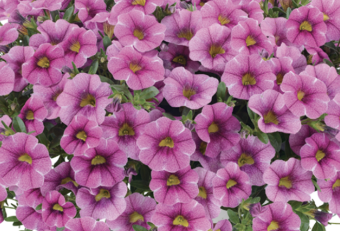Minipetúnie, Million Bells 'Colibri Pink Lace' - Calibrachoa hybrida 'Colibri Pink Lace'