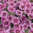 Minipetúnie, Million Bells 'Colibri Pink Lace' - Calibrachoa hybrida 'Colibri Pink Lace'