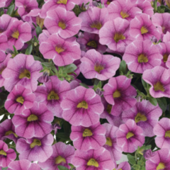 Minipetúnie, Million Bells 'Colibri Pink Lace' - Calibrachoa hybrida 'Colibri Pink Lace'