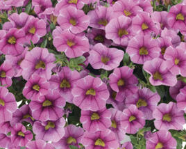 Minipetúnie, Million Bells 'Colibri Pink Lace'