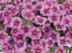Minipetúnie, Million Bells 'Colibri Pink Lace' - Calibrachoa hybrida 'Colibri Pink Lace'