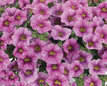 Minipetúnie, Million Bells 'Colibri Pink Lace'