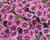 Minipetúnie, Million Bells 'Colibri Pink Lace'