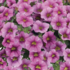Calibrachoa hybrida 'Colibri Pink Lace'.png