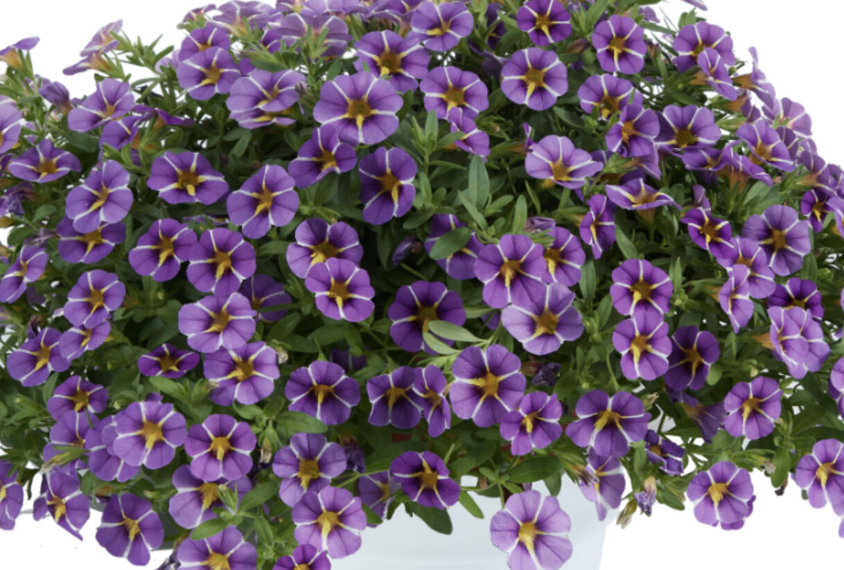 Minipetúnie, Million Bells 'Colibri Purple Bling' - Calibrachoa hybrida 'Colibri Purple Bling'