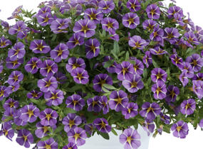 Minipetúnie, Million Bells 'Colibri Purple Bling' - Calibrachoa hybrida 'Colibri Purple Bling'