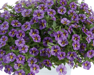 Minipetúnie, Million Bells 'Colibri Purple Bling'