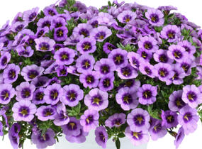 Minipetúnie, Million Bells 'Colibri Spark Purple' - Calibrachoa hybrida 'Colibri Spark Purple'