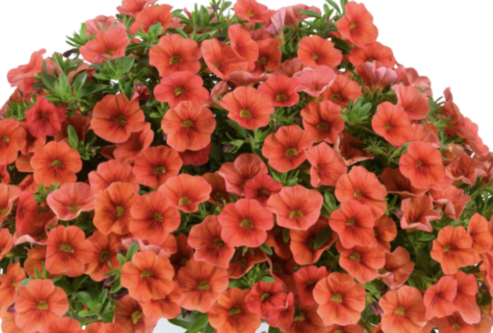 Minipetúnie, Million Bells 'Colibri Tangerine' - Calibrachoa hybrida 'Colibri Tangerine'