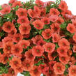 Minipetúnie, Million Bells 'Colibri Tangerine' - Calibrachoa hybrida 'Colibri Tangerine'