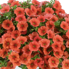 Minipetúnie, Million Bells 'Colibri Tangerine' - Calibrachoa hybrida 'Colibri Tangerine'