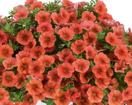 Minipetúnie, Million Bells 'Colibri Tangerine'