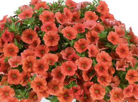 Minipetúnie, Million Bells 'Colibri Tangerine' - Calibrachoa hybrida 'Colibri Tangerine'