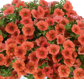 Minipetúnie, Million Bells 'Colibri Tangerine' - Calibrachoa hybrida 'Colibri Tangerine'