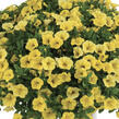 Minipetúnie, Million Bells 'Colibri Yellow Canary' - Calibrachoa hybrida 'Colibri Yellow Canary'