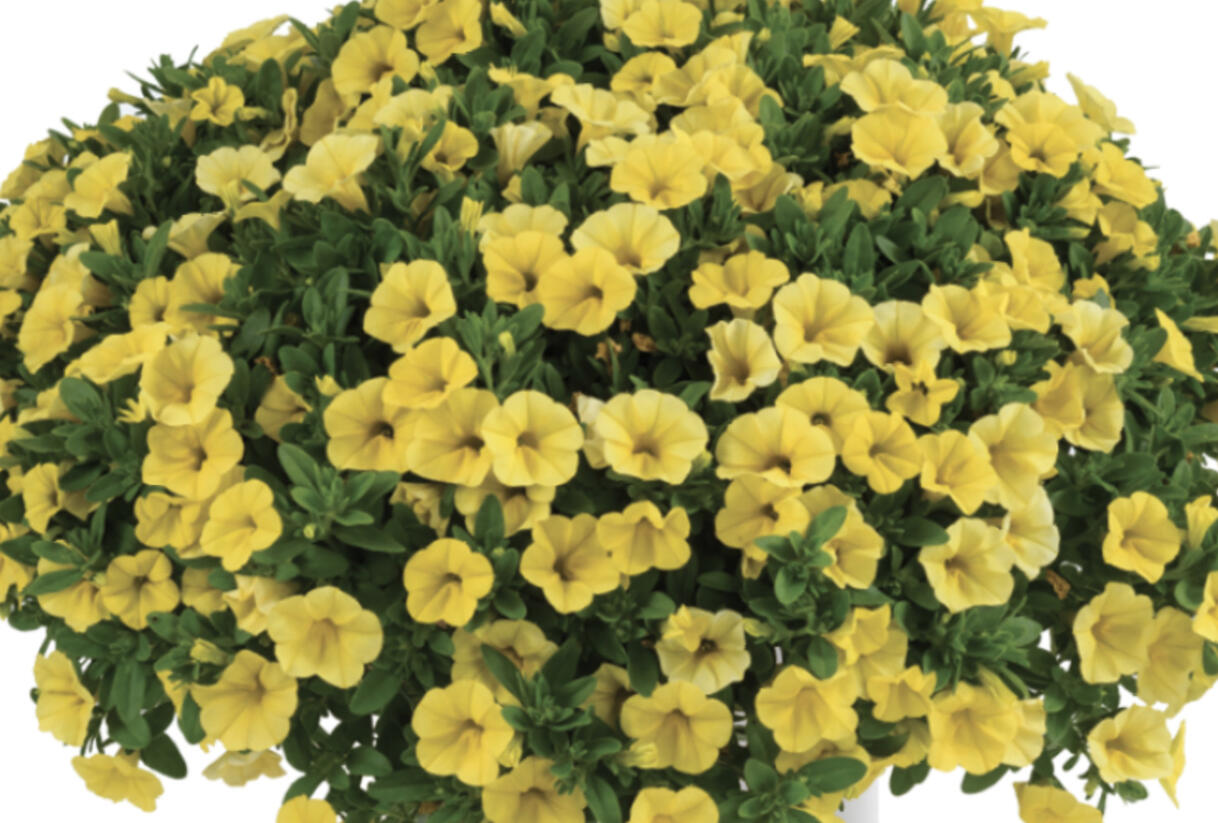 Minipetúnie, Million Bells 'Colibri Yellow Canary' - Calibrachoa hybrida 'Colibri Yellow Canary'