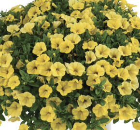 Minipetúnie, Million Bells 'Colibri Yellow Canary'