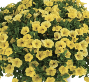Minipetúnie, Million Bells 'Colibri Yellow Canary' - Calibrachoa hybrida 'Colibri Yellow Canary'