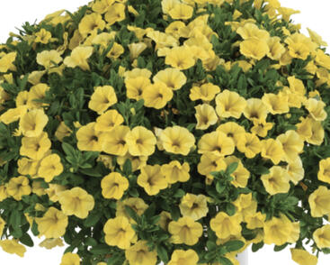 Minipetúnie, Million Bells 'Colibri Yellow Canary'