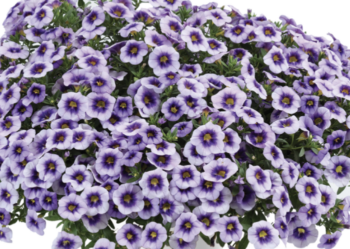 Minipetúnie, Million Bells 'Eyeconic Purple' - Calibrachoa hybrida 'Eyeconic Purple'