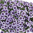 Minipetúnie, Million Bells 'Eyeconic Purple' - Calibrachoa hybrida 'Eyeconic Purple'
