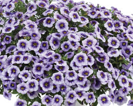 Minipetúnie, Million Bells 'Eyeconic Purple'