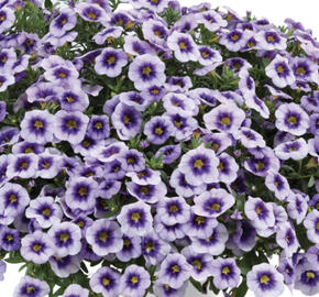 Minipetúnie, Million Bells 'Eyeconic Purple'