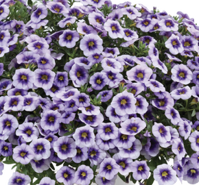 Minipetúnie, Million Bells 'Eyeconic Purple' - Calibrachoa hybrida 'Eyeconic Purple'