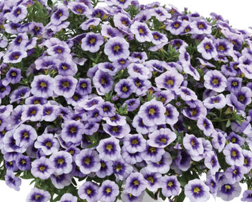 Minipetúnie, Million Bells 'Eyeconic Purple'