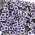 Calibrachoa hybrida 'Eyeconic Purple'.png