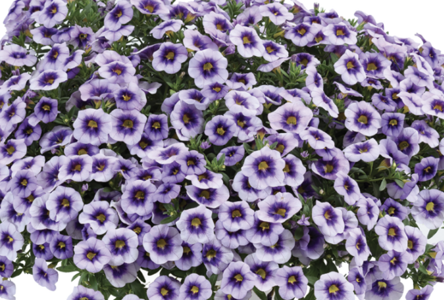 Minipetúnie, Million Bells 'Eyeconic Purple' - Calibrachoa hybrida 'Eyeconic Purple'