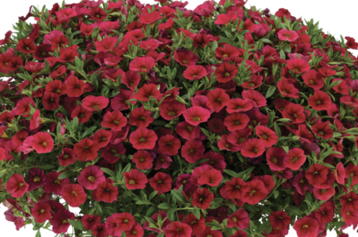 Minipetúnie, Million Bells 'Lia Dark Red' - Calibrachoa hybrida 'Lia Dark Red'