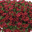 Minipetúnie, Million Bells 'Lia Dark Red' - Calibrachoa hybrida 'Lia Dark Red'