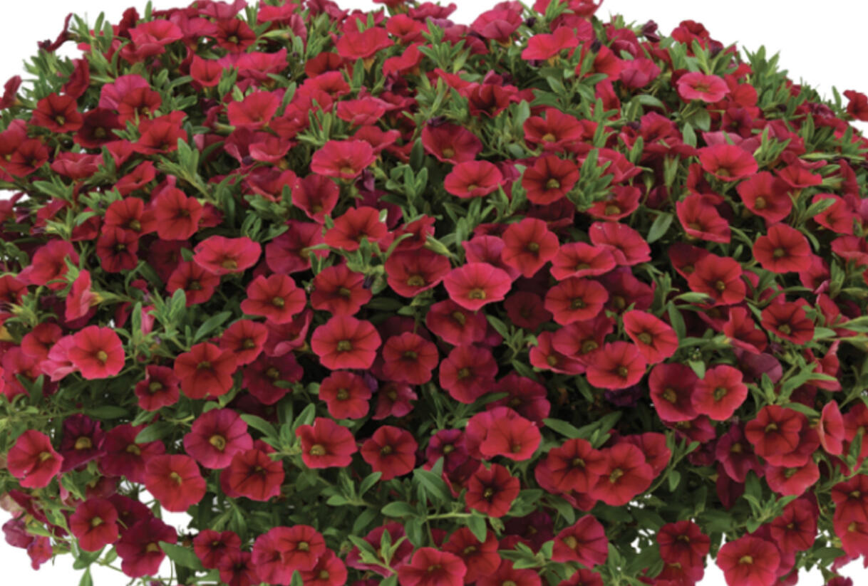 Minipetúnie, Million Bells 'Lia Dark Red' - Calibrachoa hybrida 'Lia Dark Red'